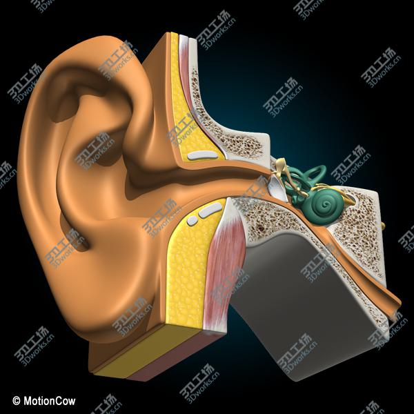images/goods_img/20210313/Ear X-Section/3.jpg